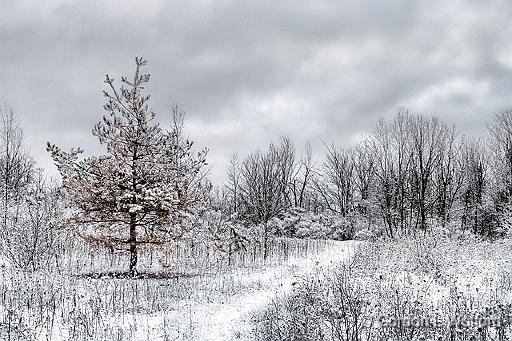 Snowy Trail_DSCF03684.jpg - Photographed at Smiths Falls, Ontario, Canada.